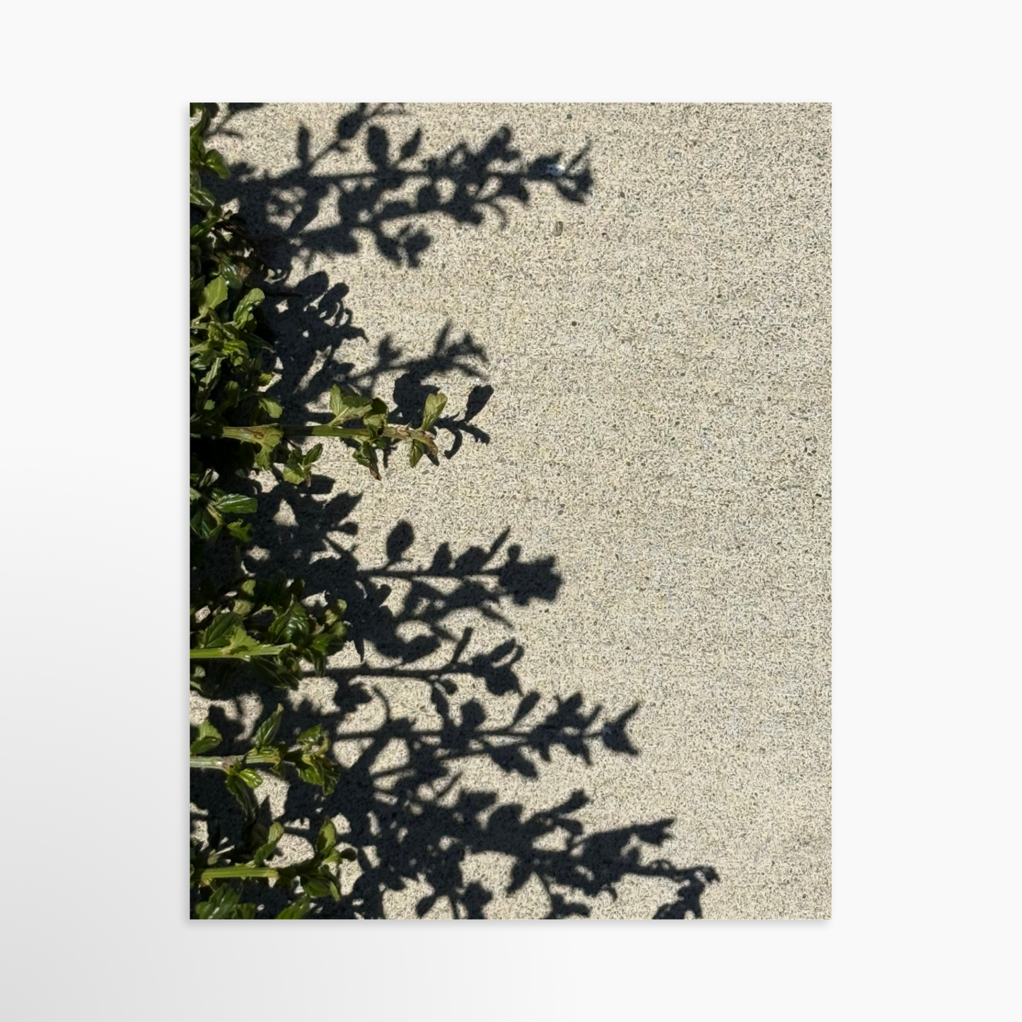11" x 14" / Unframed / No Mat