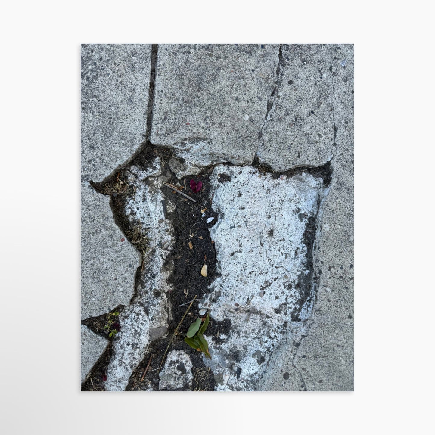 11" x 14" / Unframed / No Mat