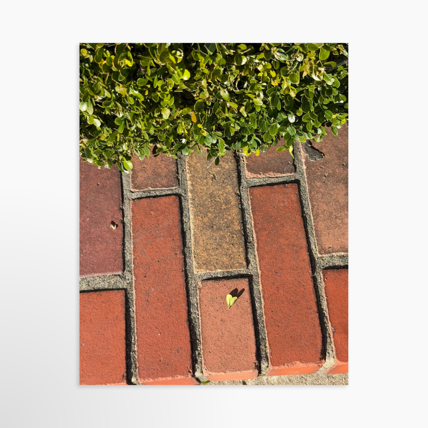 11" x 14" / Unframed / No Mat