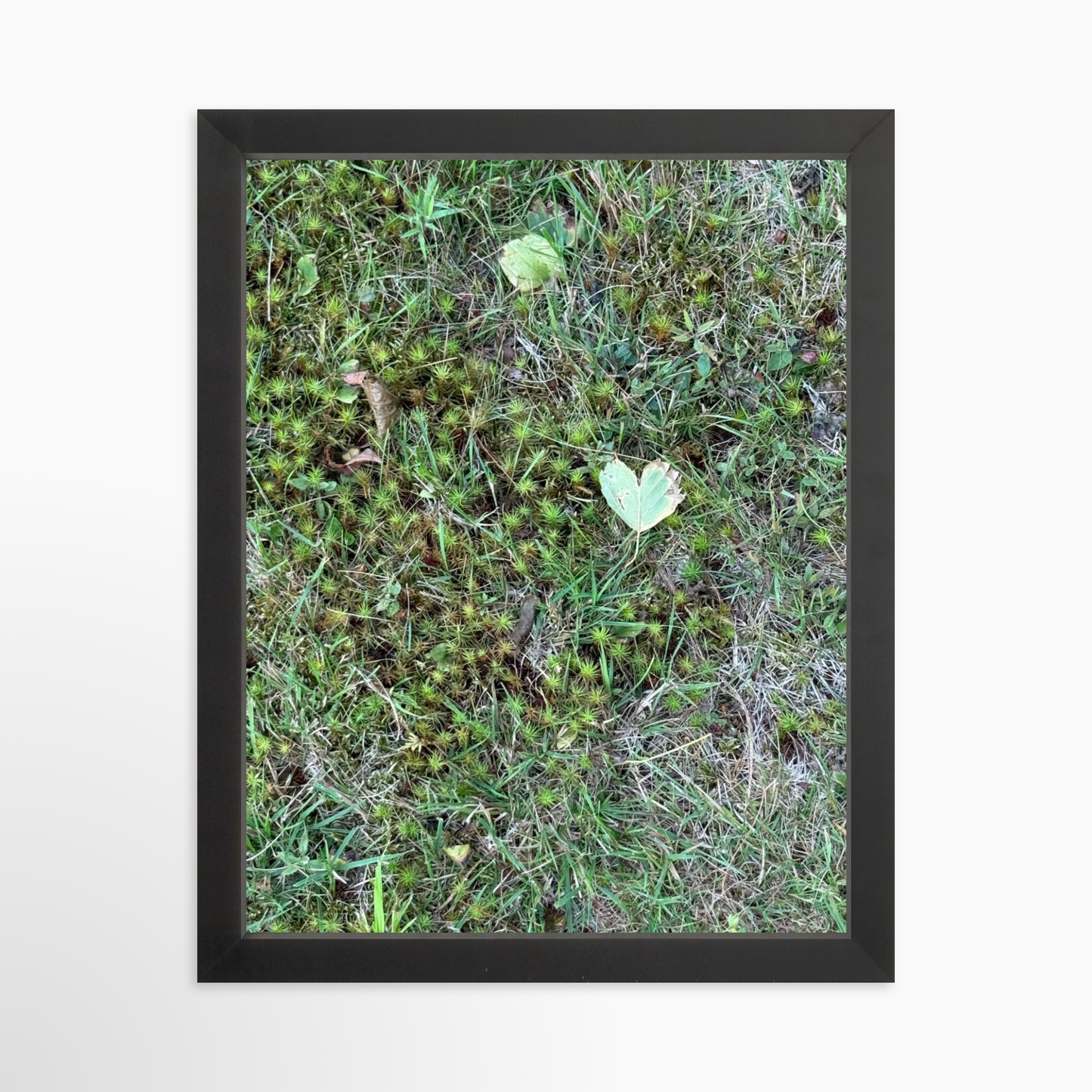 11" x 14" / Black / No Mat