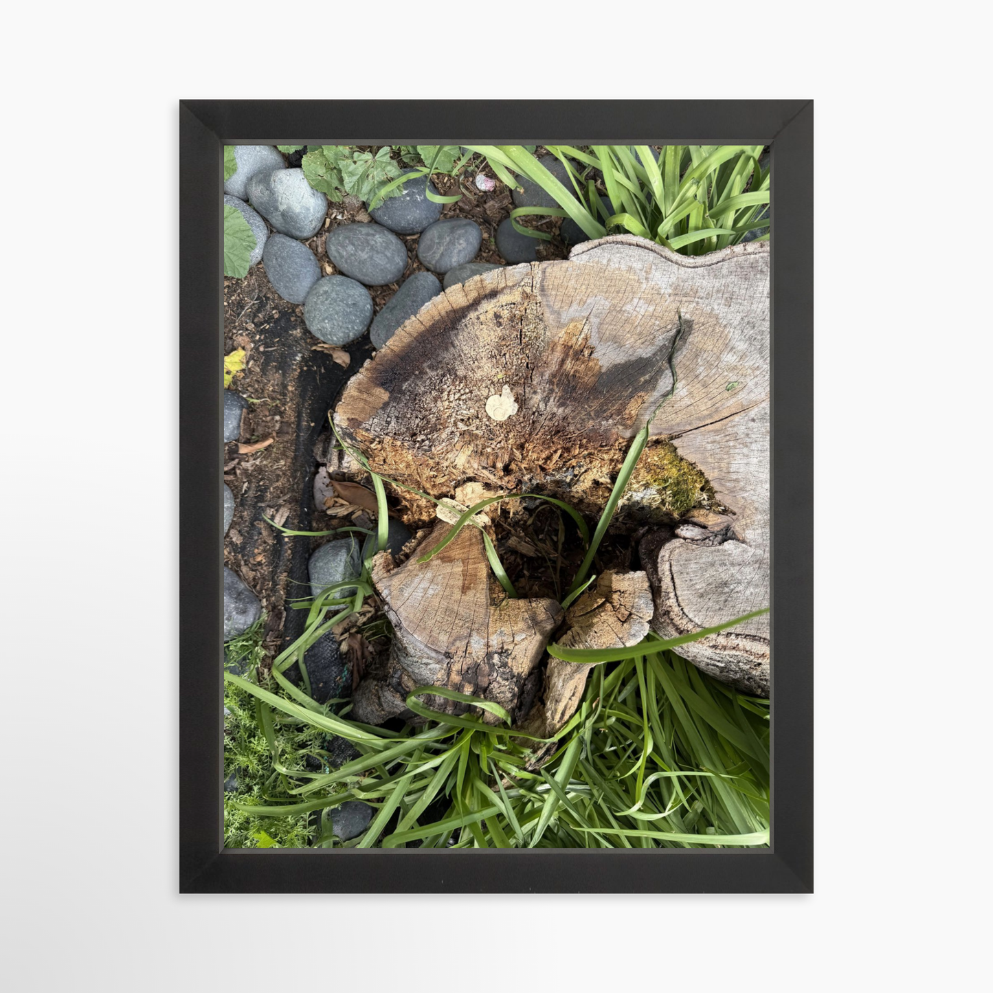 11" x 14" / Black / No Mat