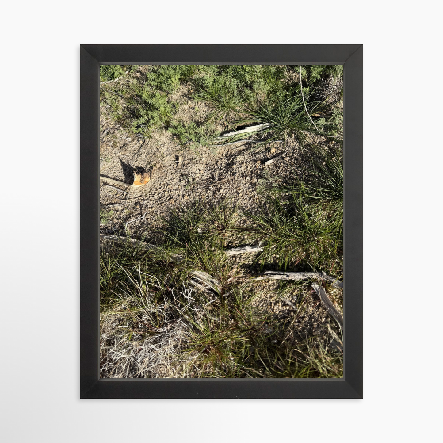 11" x 14" / Black / No Mat