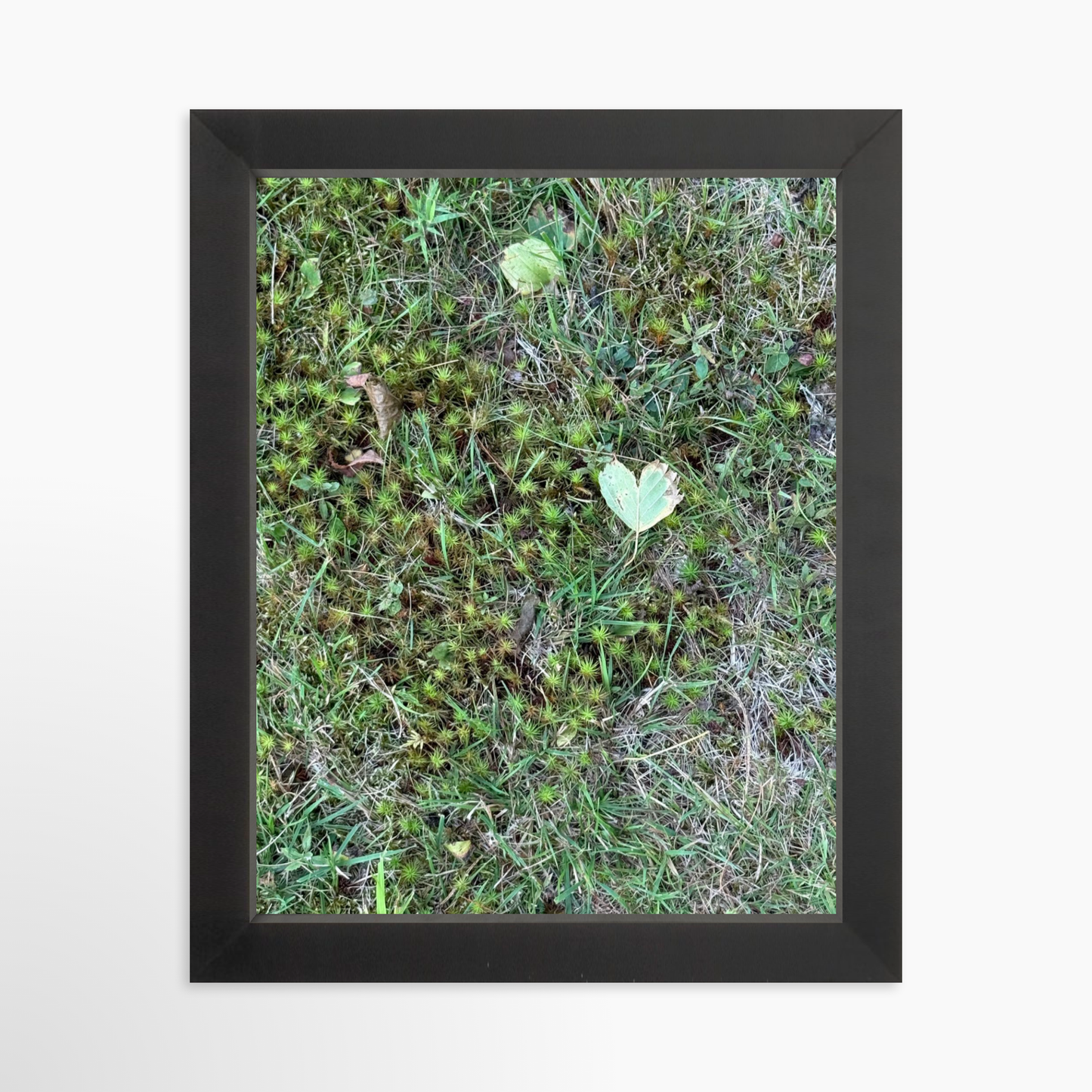 8" x  10" / Black / No Mat