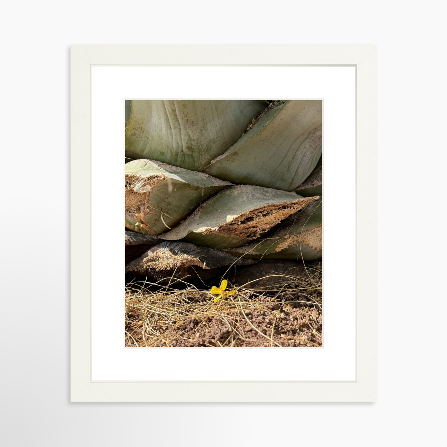 8" x  10" / White / Mat