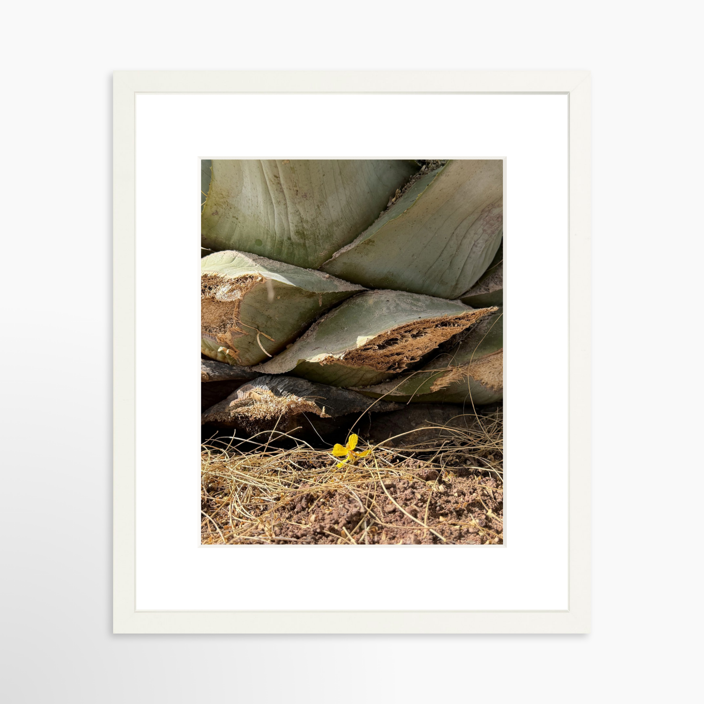 11" x 14" / White / Mat