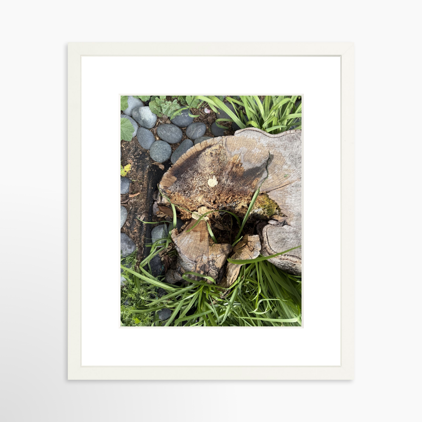 11" x 14" / White / Mat