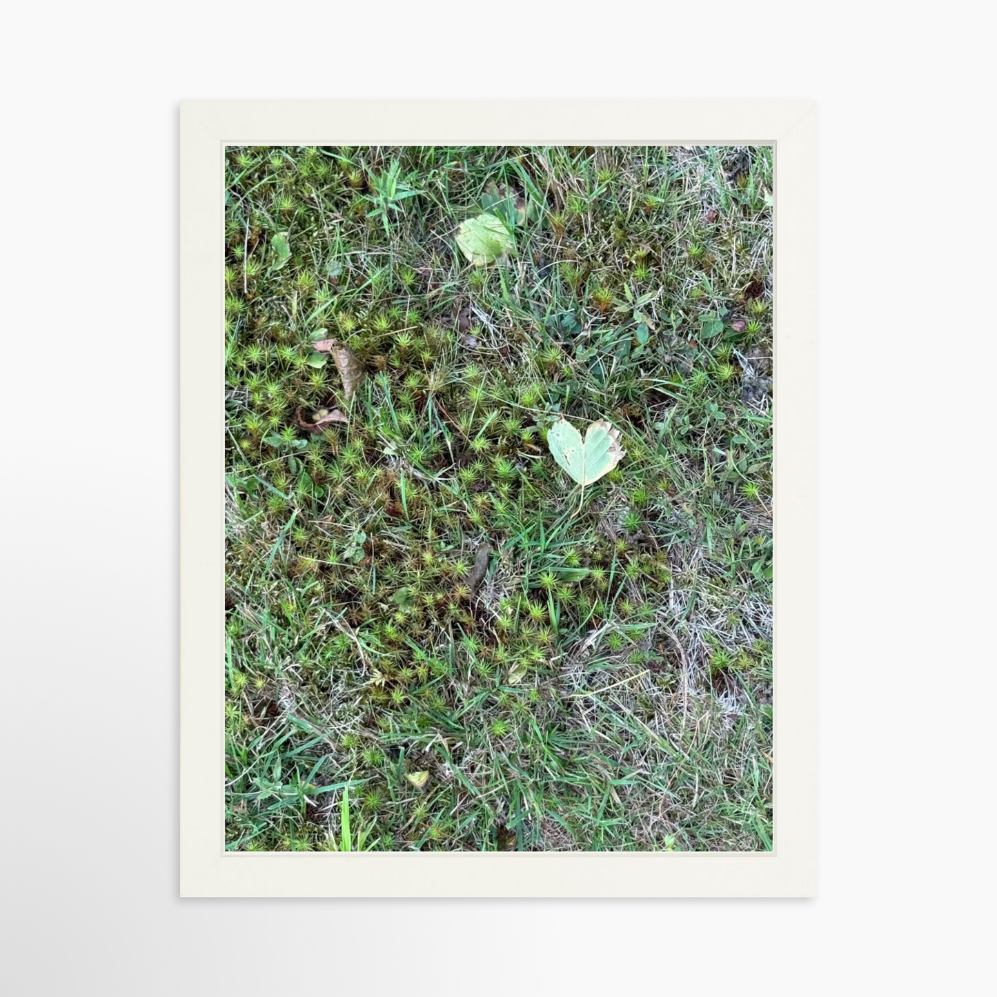 11" x 14" / White / No Mat
