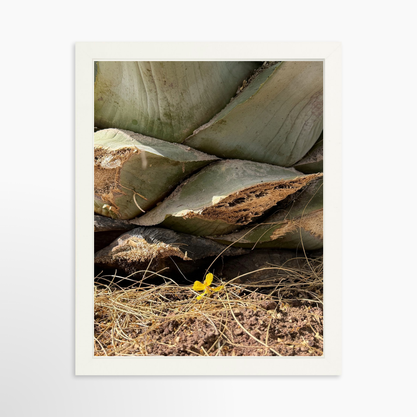 11" x 14" / White / No Mat