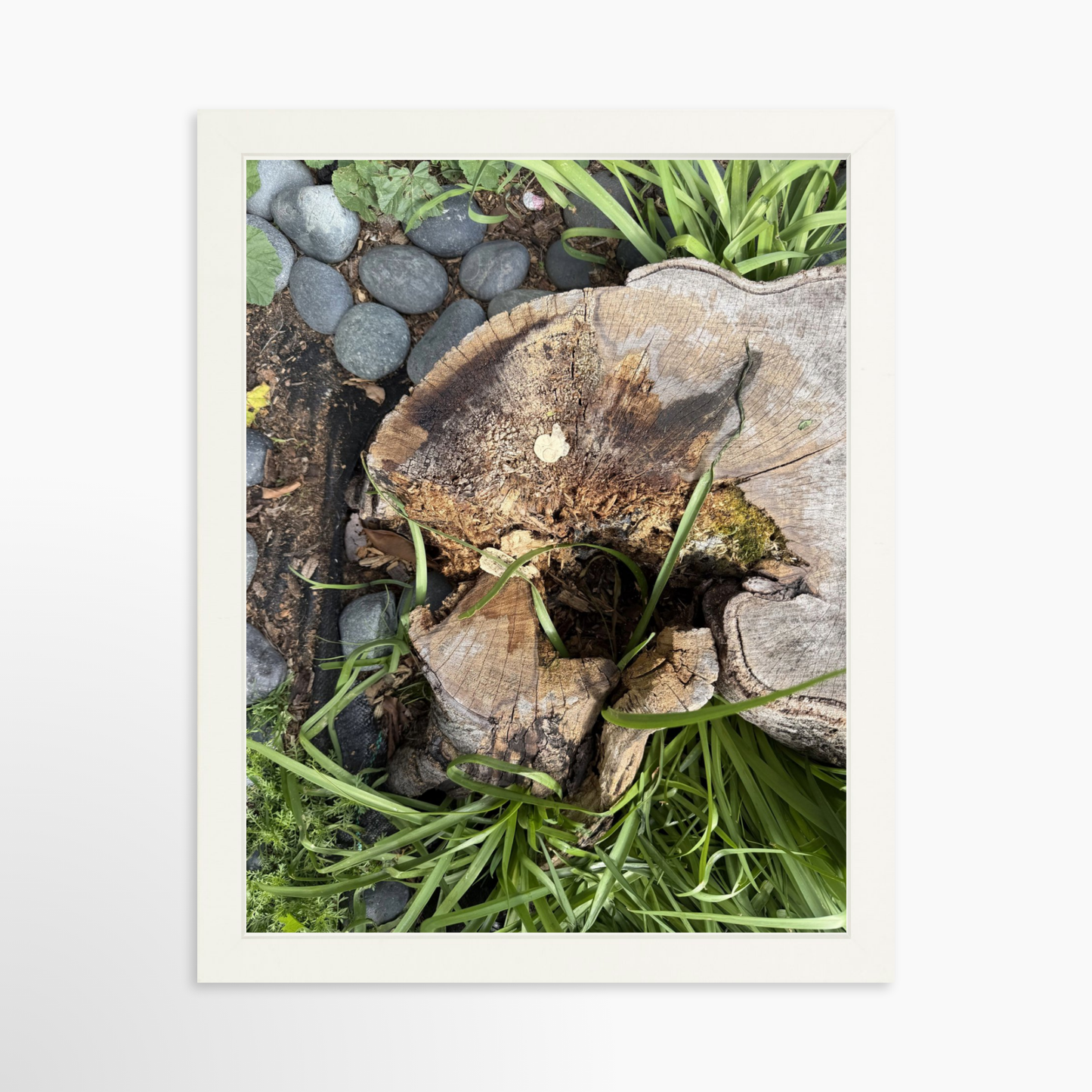 11" x 14" / White / No Mat