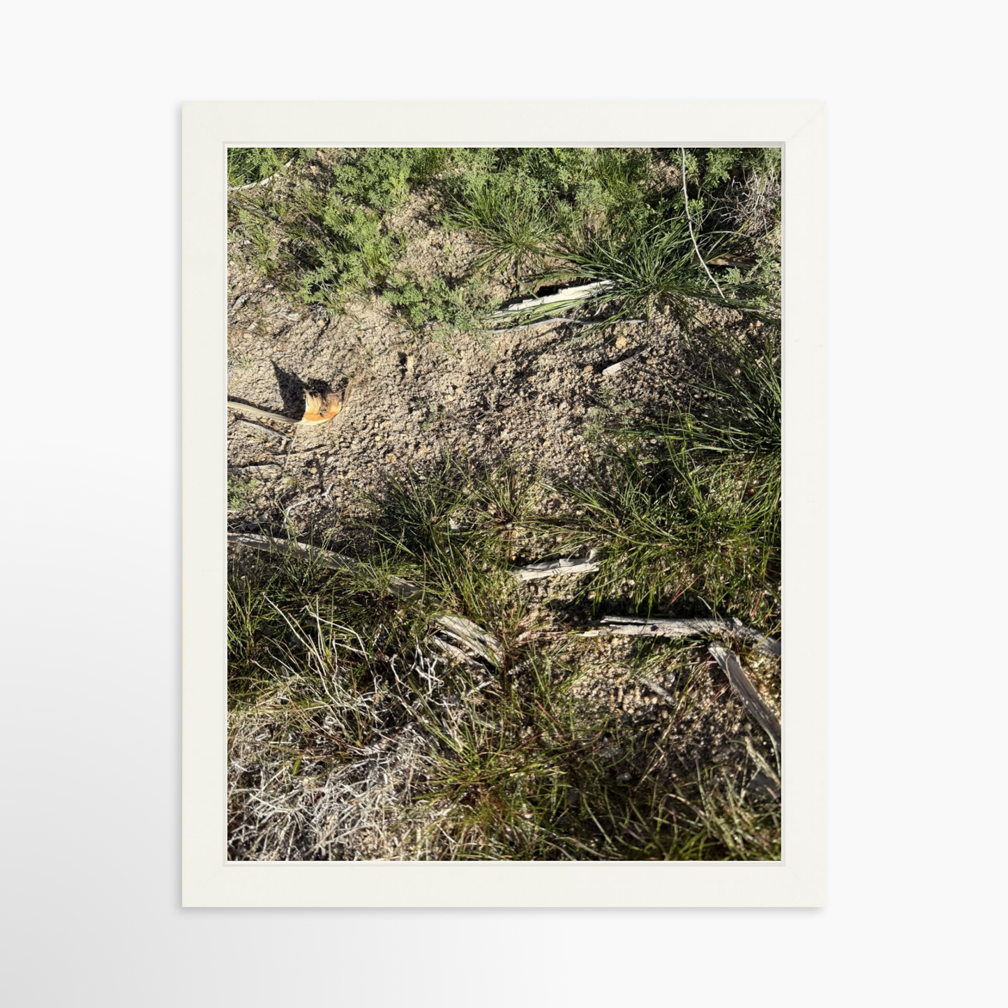 11" x 14" / White / No Mat