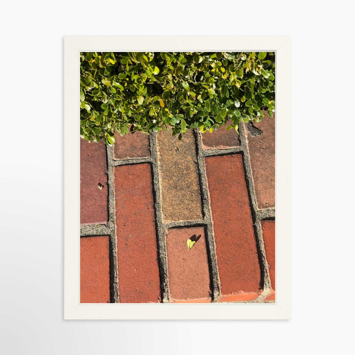 11" x 14" / White / No Mat