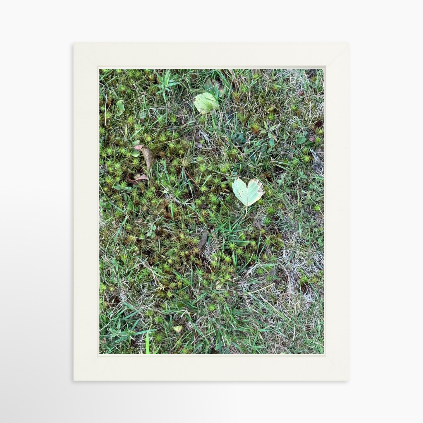 8" x  10" / White / No Mat