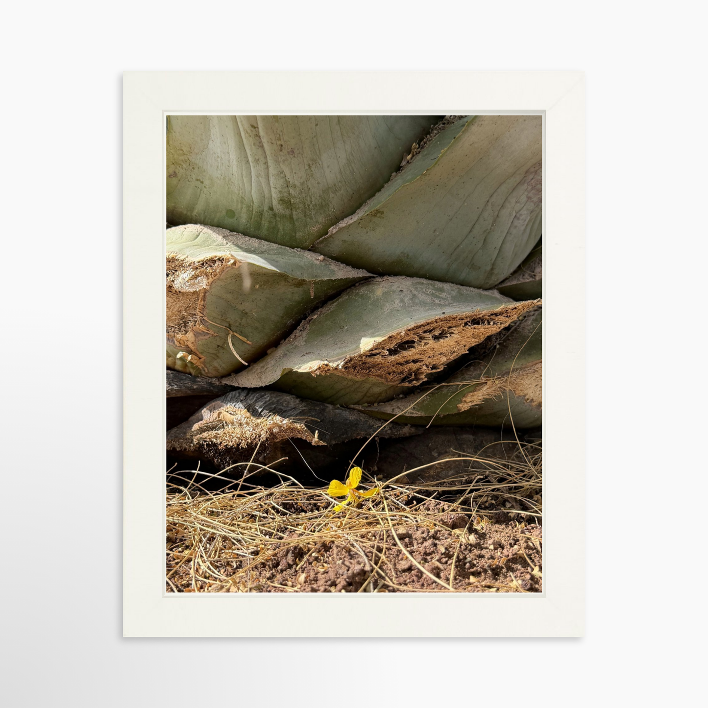 8" x  10" / White / No Mat