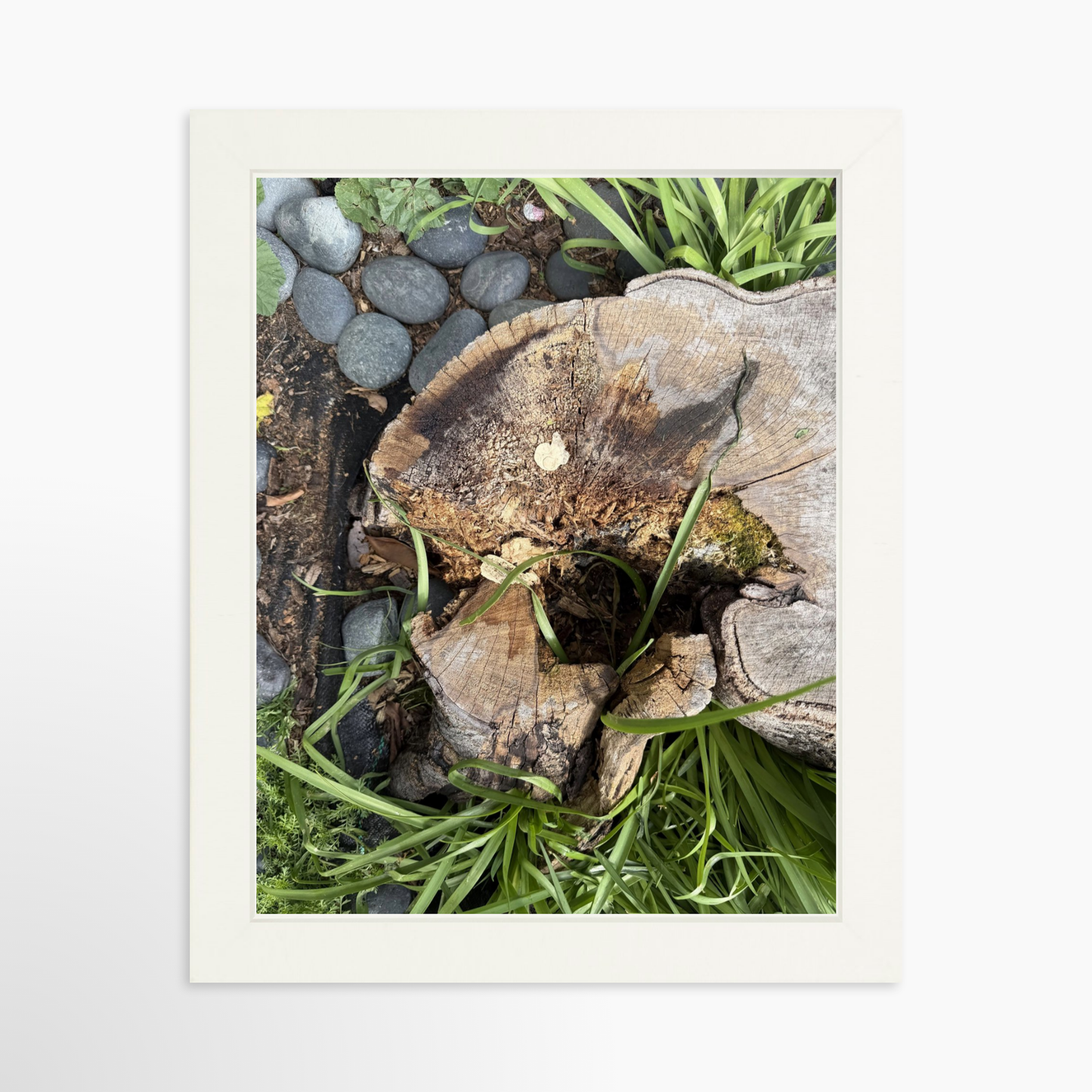 8" x  10" / White / No Mat