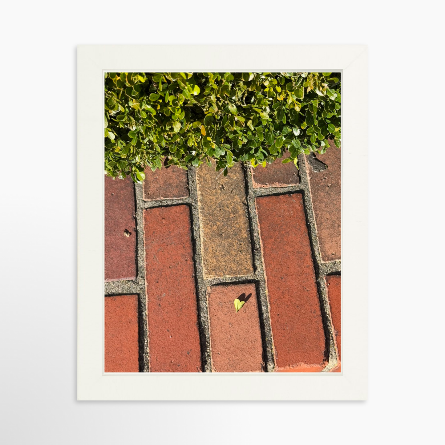8" x  10" / White / No Mat