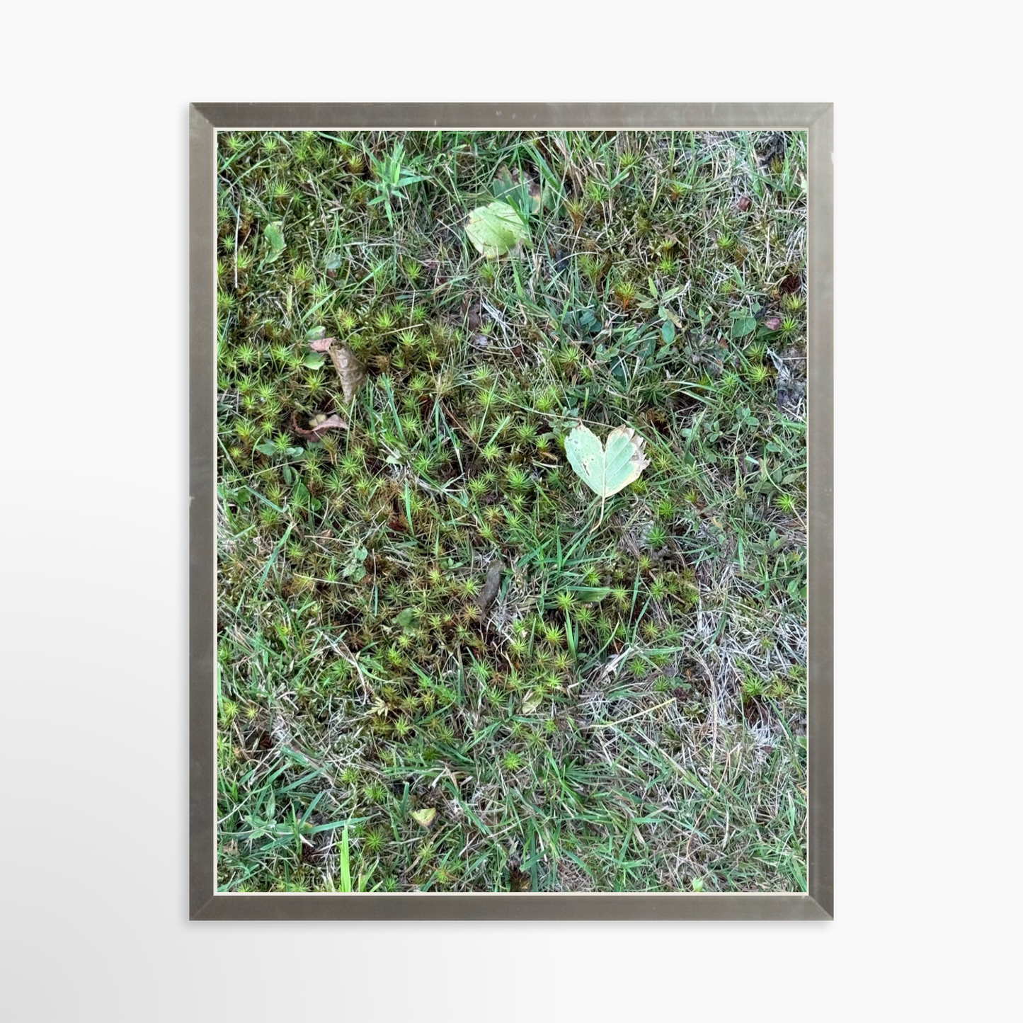 11" x 14" / Silver / No Mat