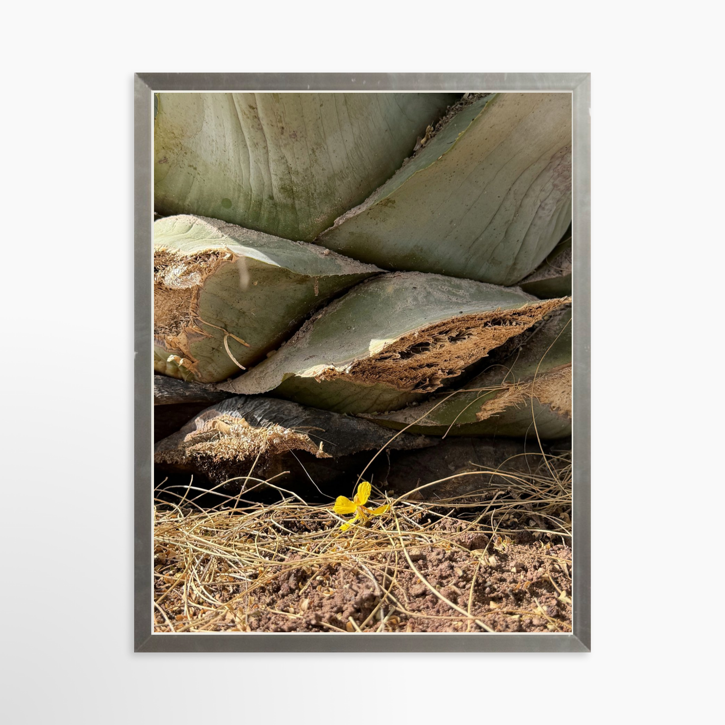 11" x 14" / Silver / No Mat