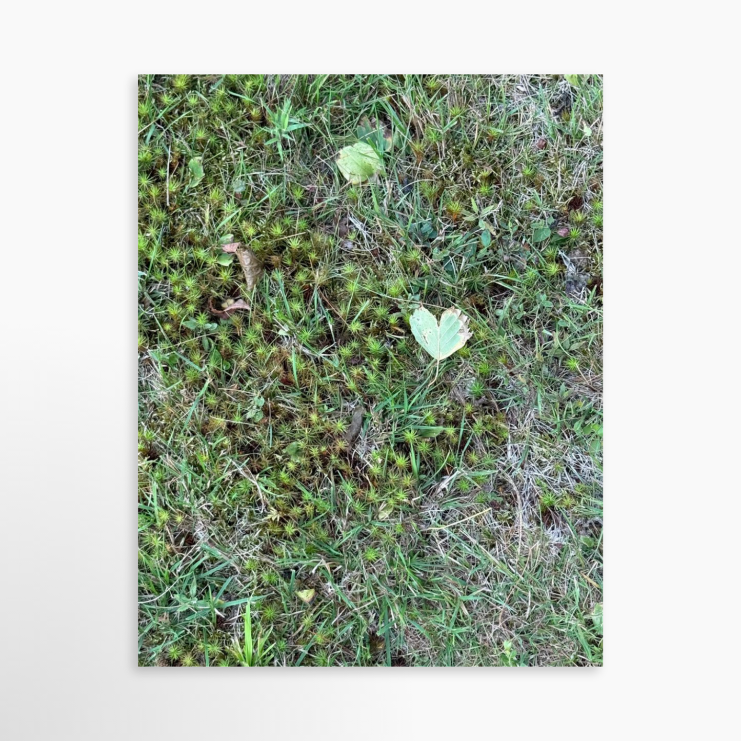 11" x 14" / Unframed / No Mat