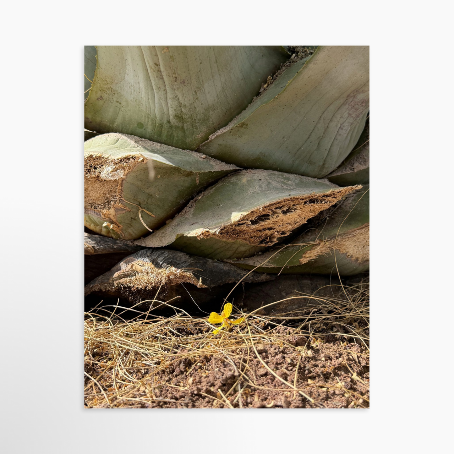 11" x 14" / Unframed / No Mat