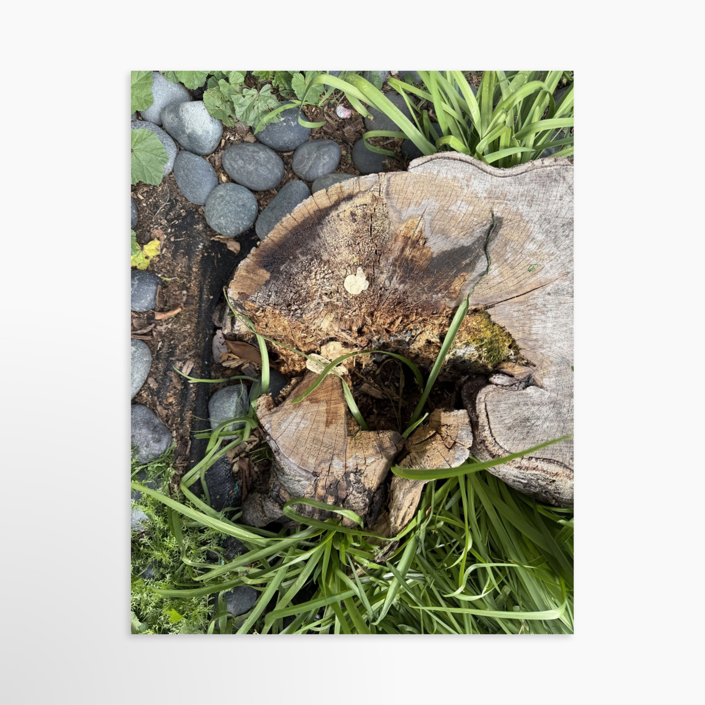 11" x 14" / Unframed / No Mat