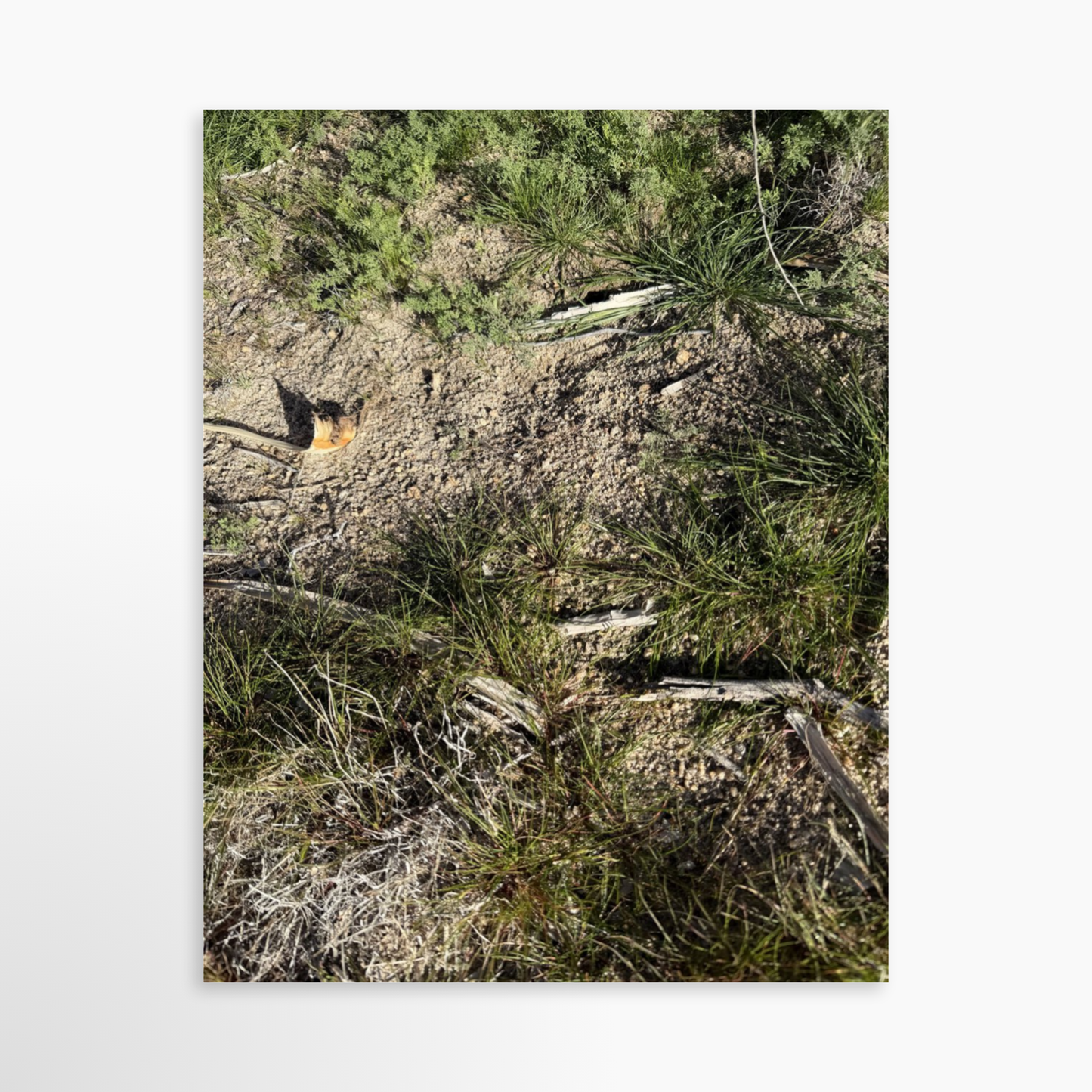 11" x 14" / Unframed / No Mat