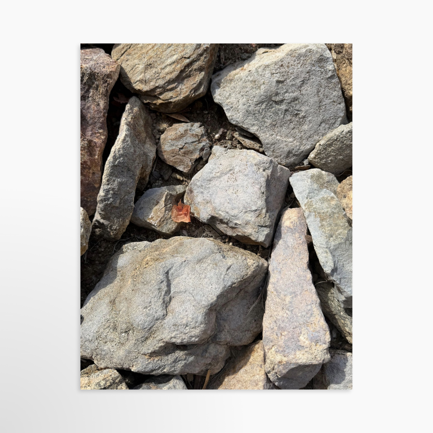 11" x 14" / Unframed / No Mat