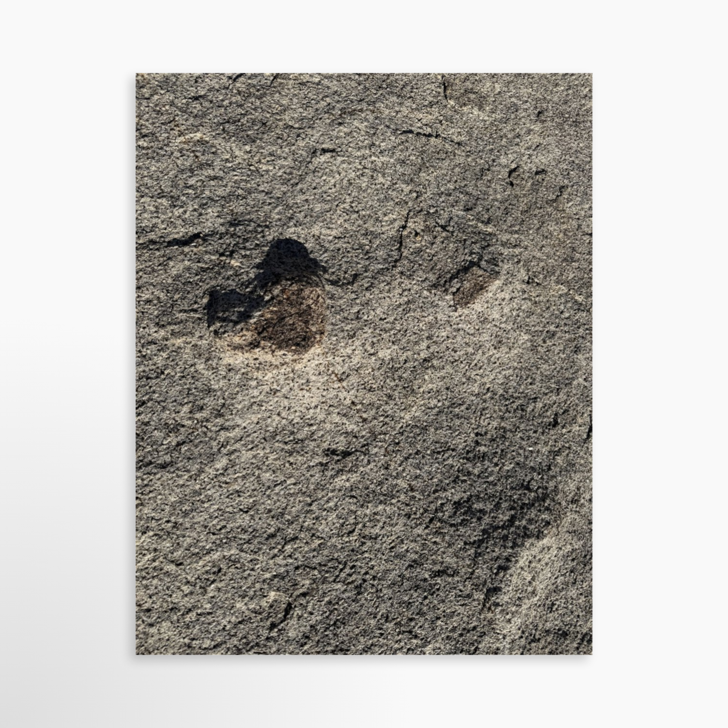 11" x 14" / Unframed / No Mat