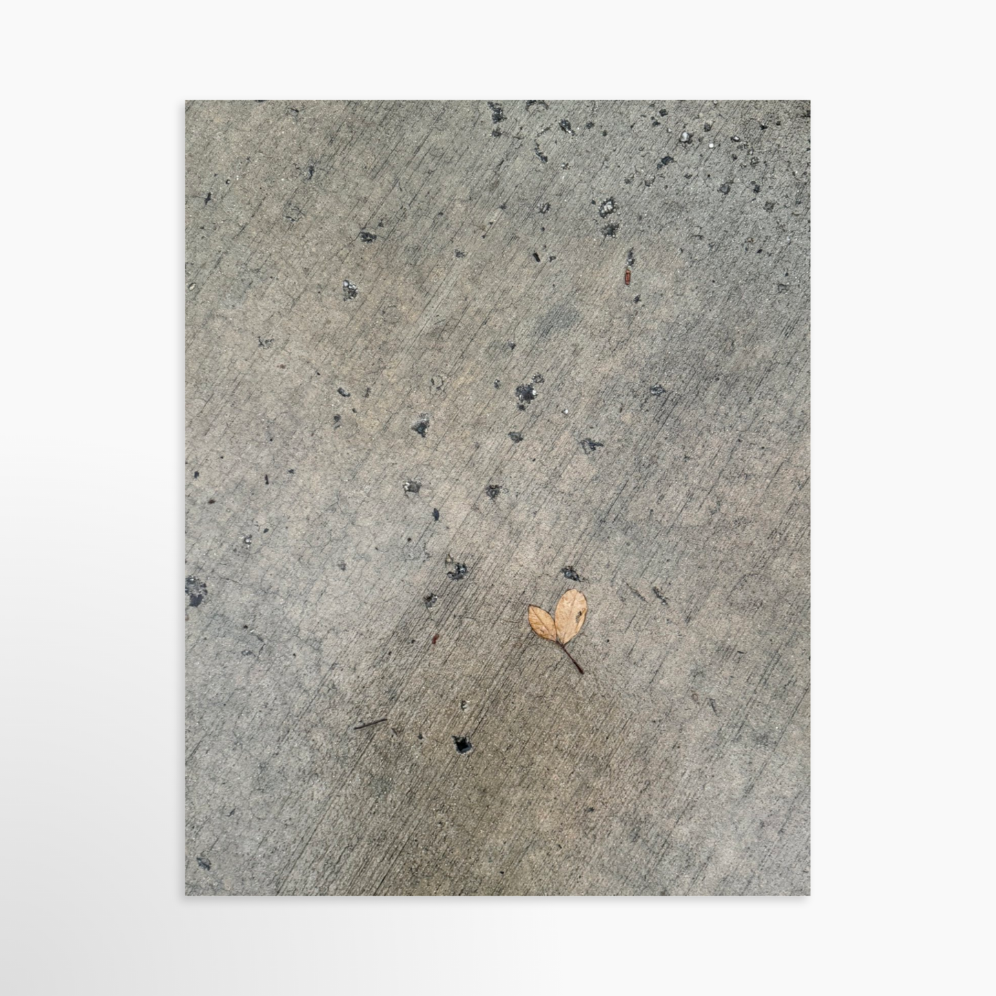 11" x 14" / Unframed / No Mat