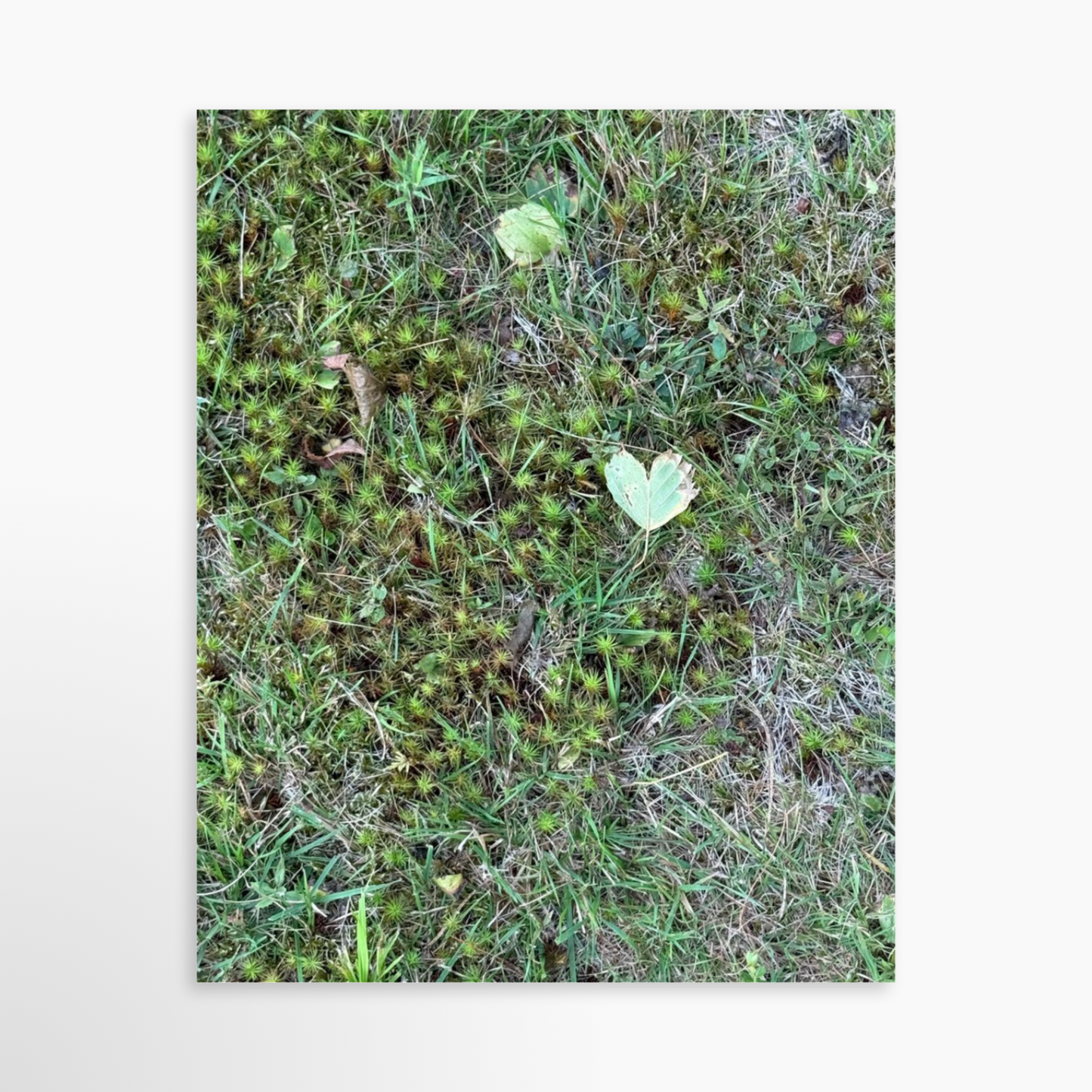 8" x  10" / Unframed / No Mat