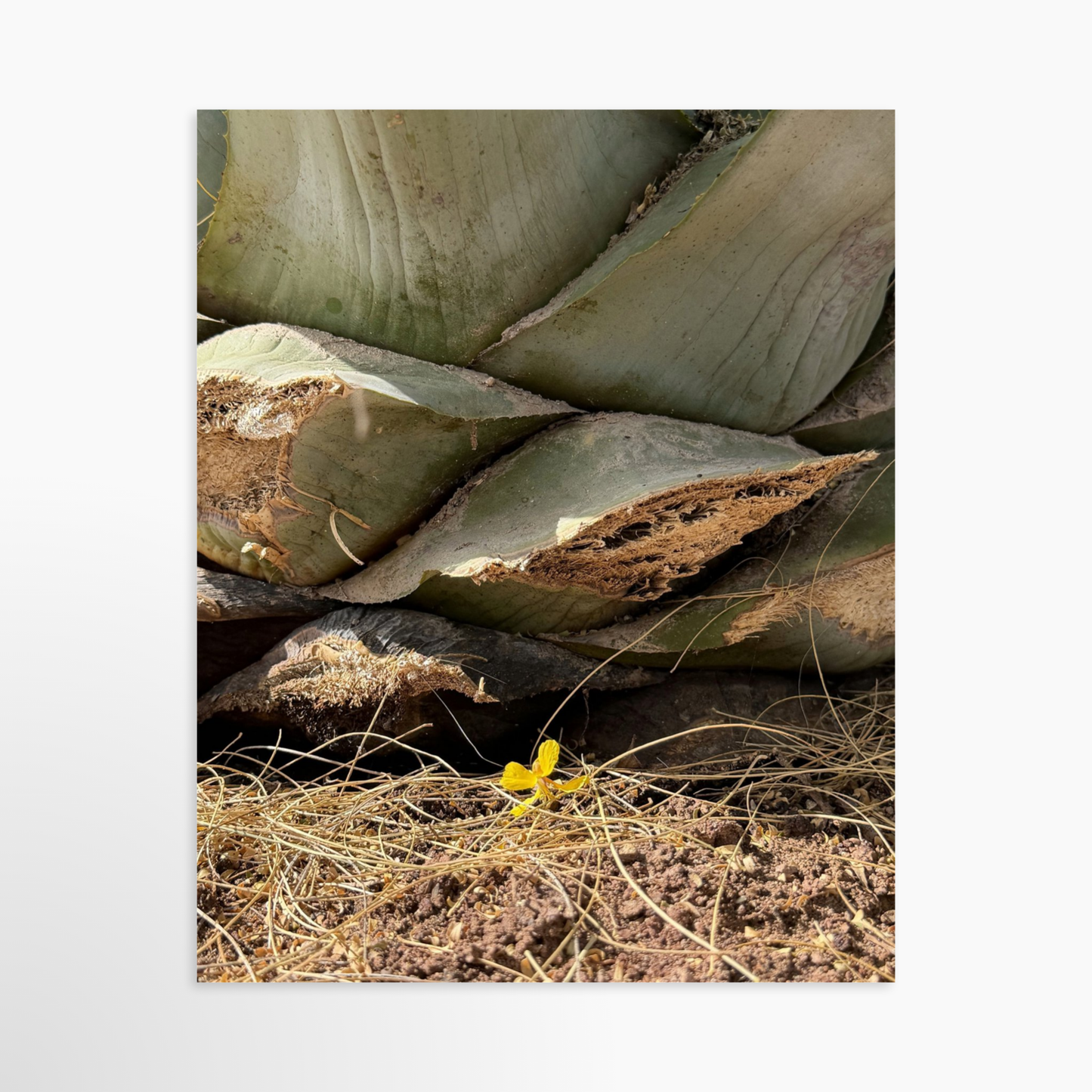 8" x  10" / Unframed / No Mat