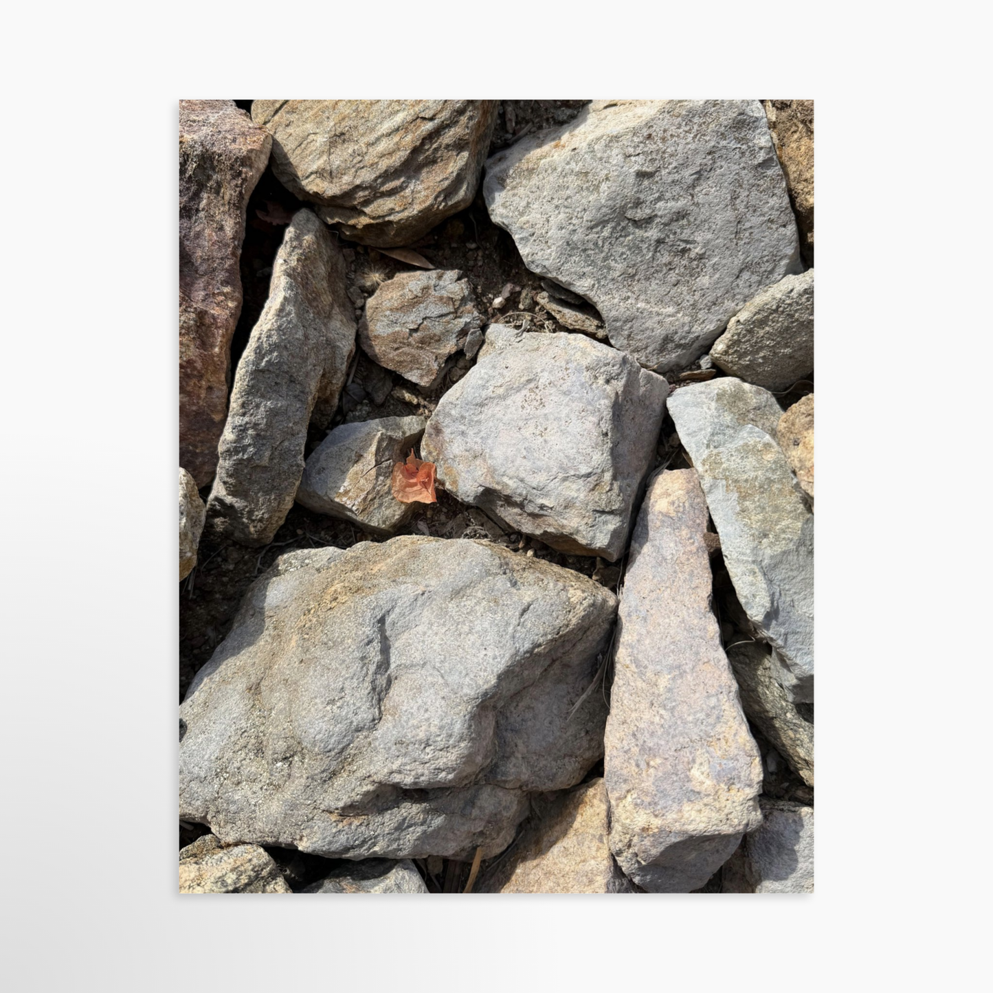 8" x  10" / Unframed / No Mat