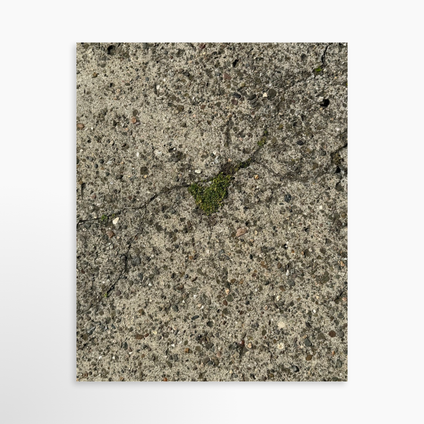 8" x  10" / Unframed / No Mat
