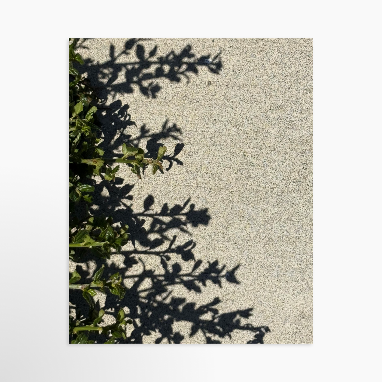 8" x  10" / Unframed / No Mat