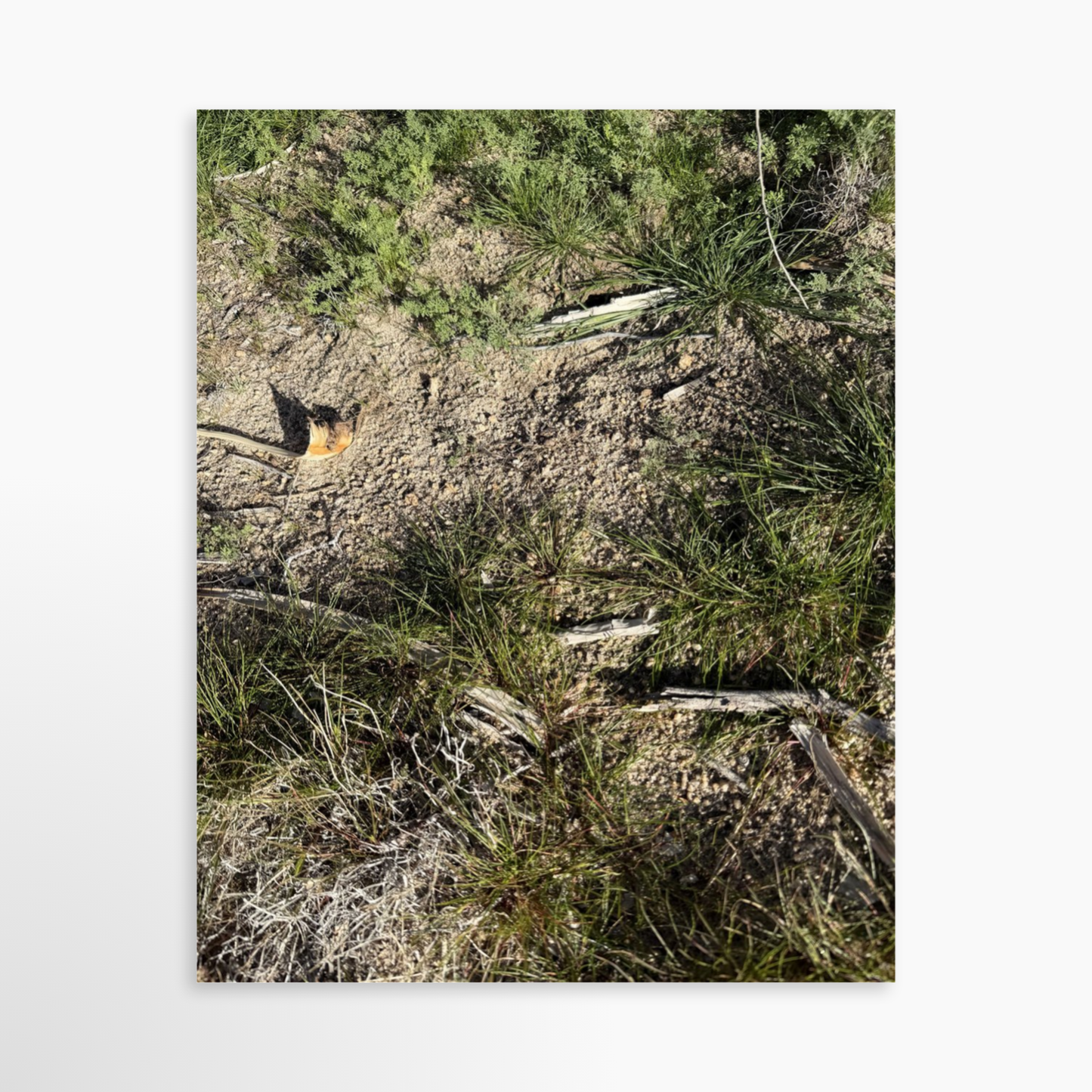 8" x  10" / Unframed / No Mat