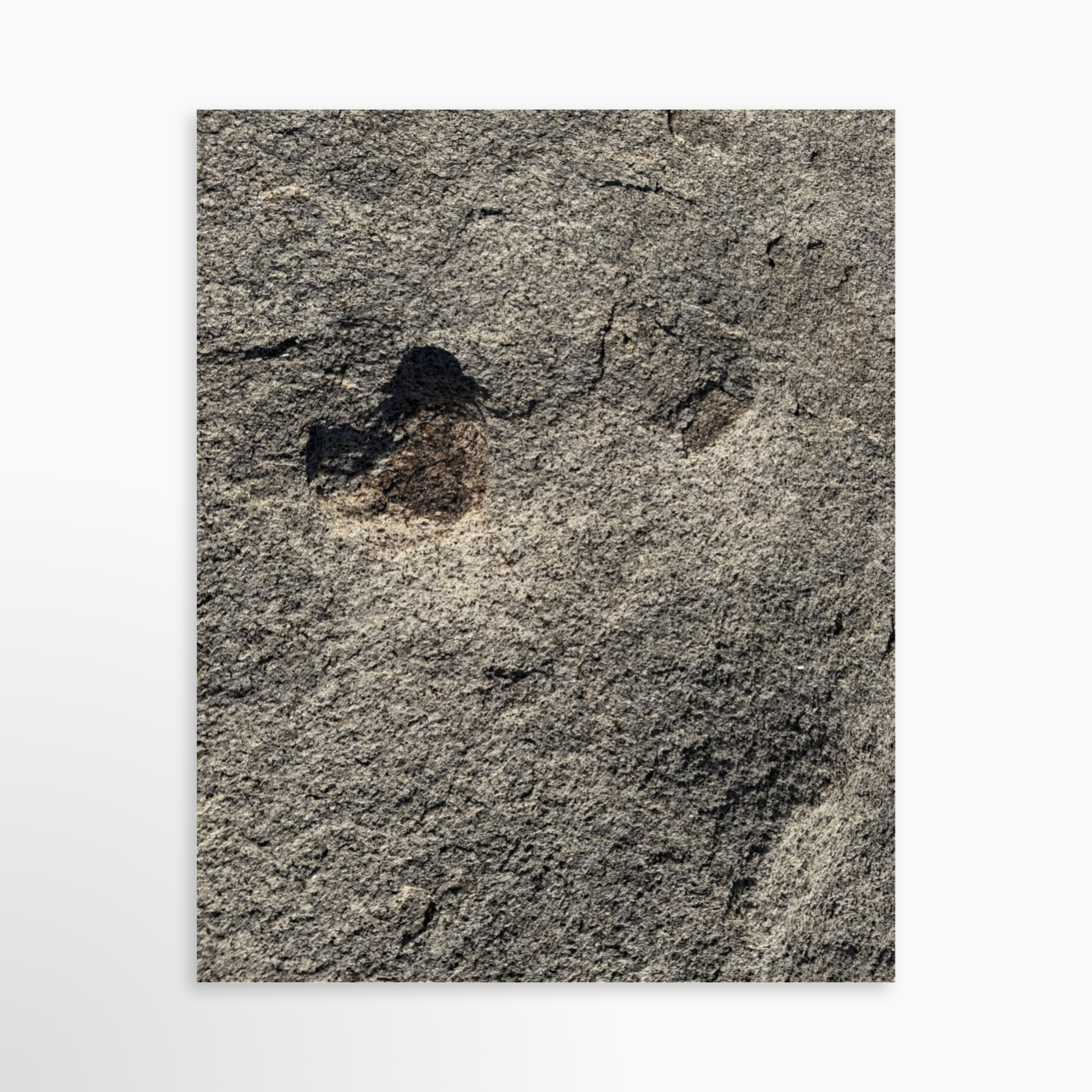 8" x  10" / Unframed / No Mat
