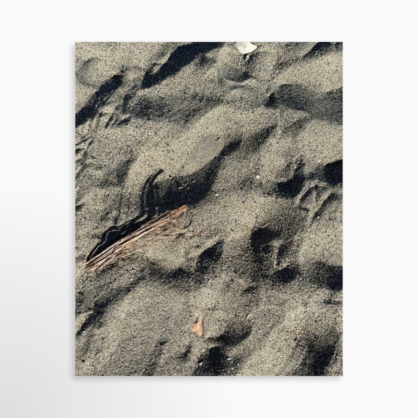 8" x  10" / Unframed / No Mat