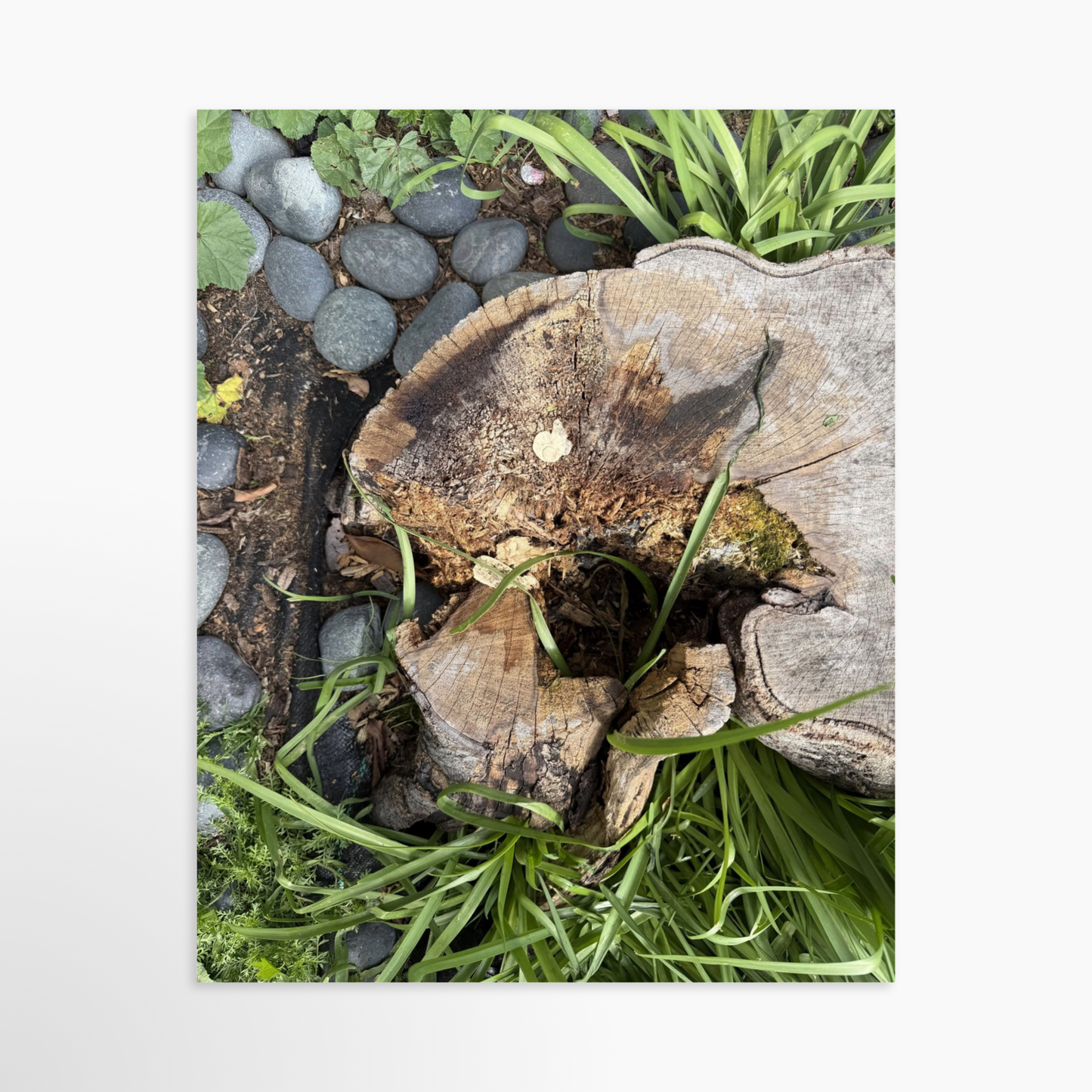 8" x  10" / Unframed / No Mat
