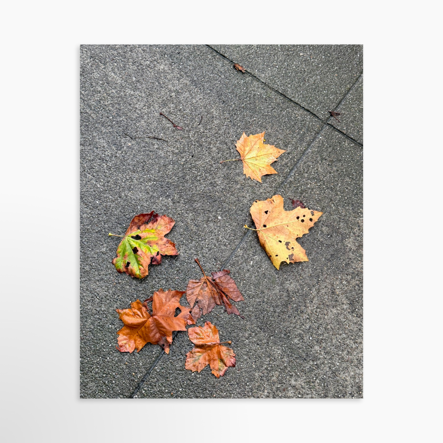 8" x  10" / Unframed / No Mat