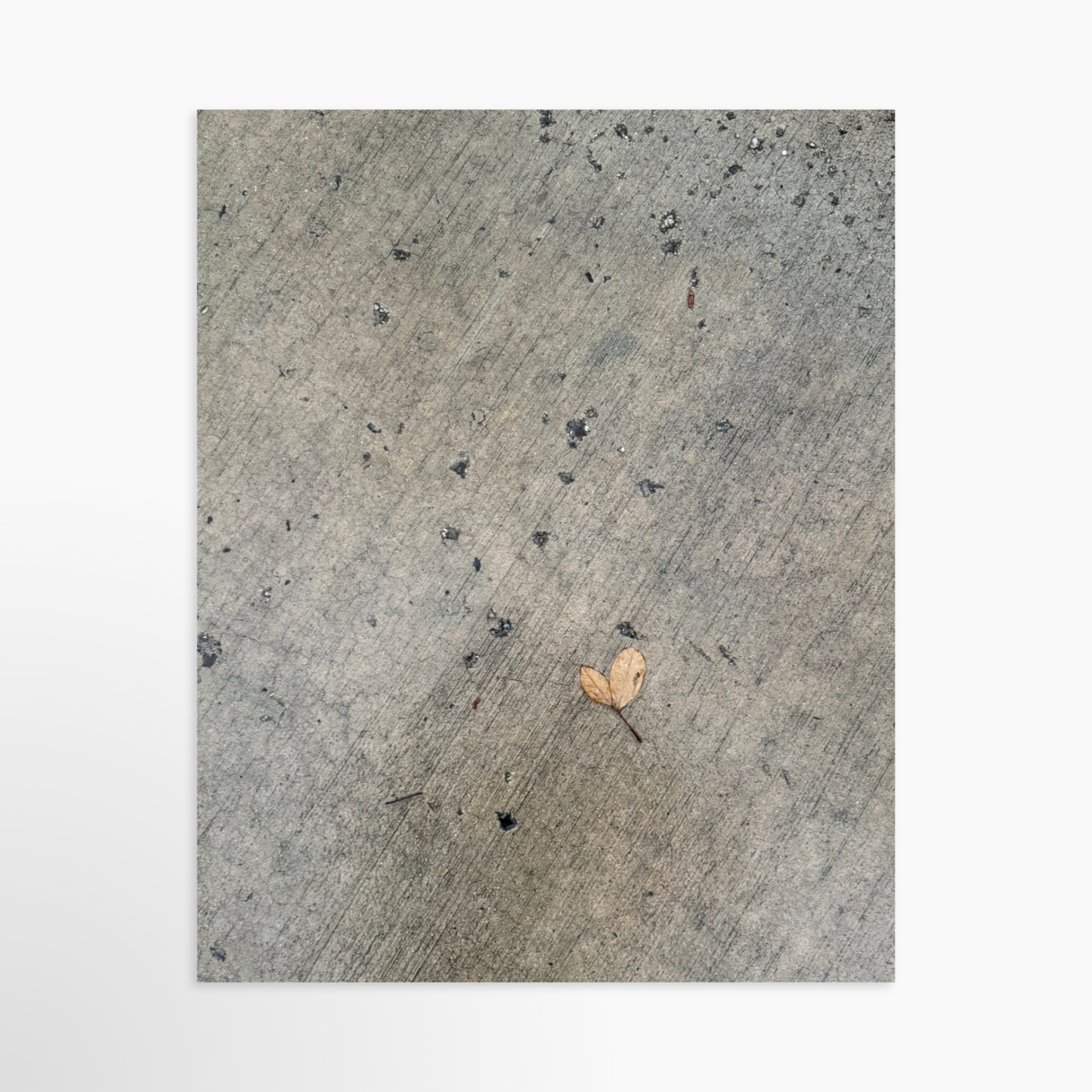8" x  10" / Unframed / No Mat