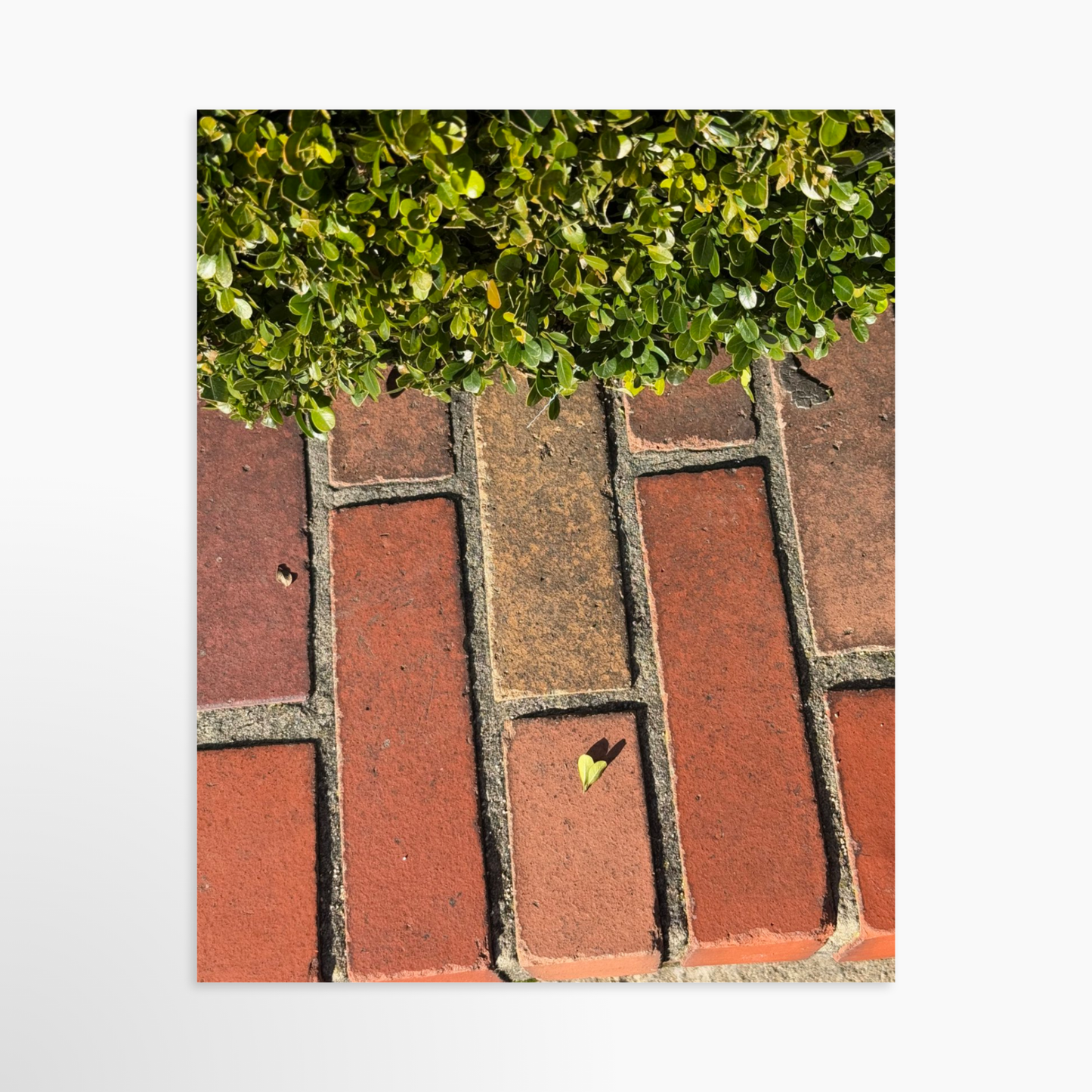 8" x  10" / Unframed / No Mat